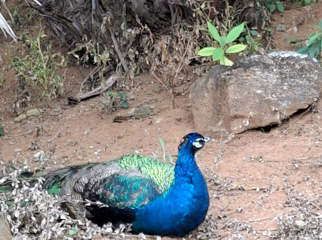 Zoo Das Aves-Pocos de Caldas必去景点