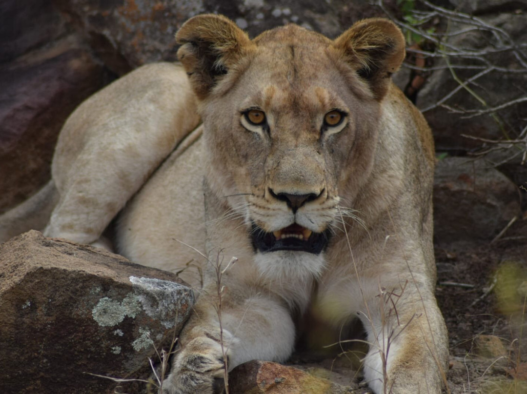 Dogs 4 Wildlife-赫卢赫卢韦必去景点