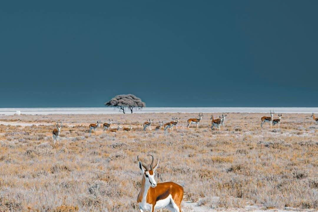 Tuba Safaris Tours
