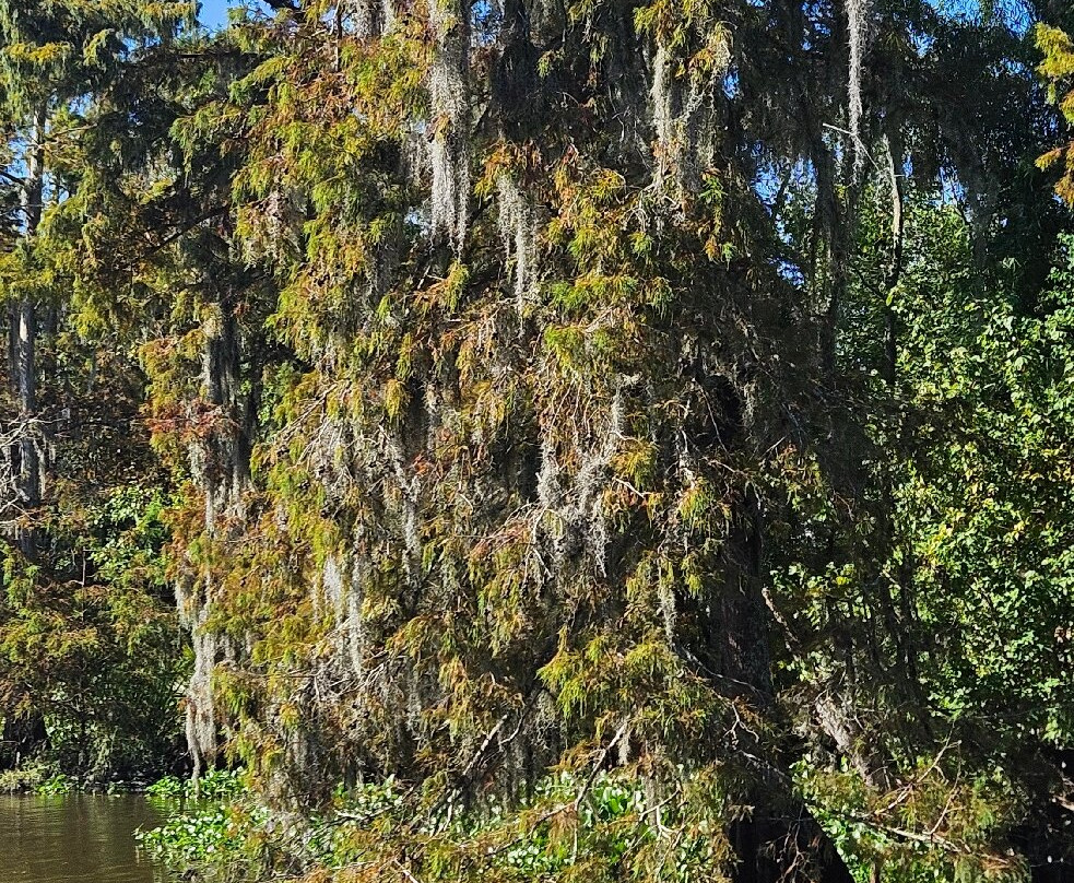 LaBiche Bayou Swamp Tours-Westwego必去景点