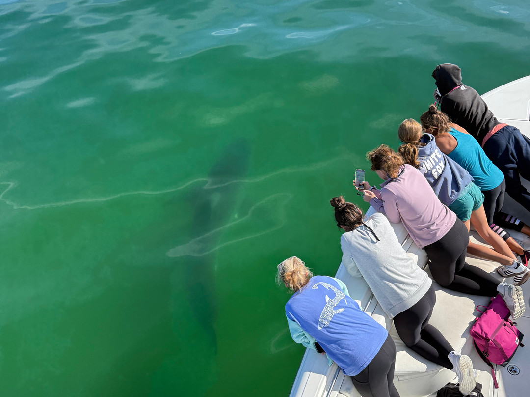 Atlantic White Shark Conservancy Ecotours-查塔姆必去景点