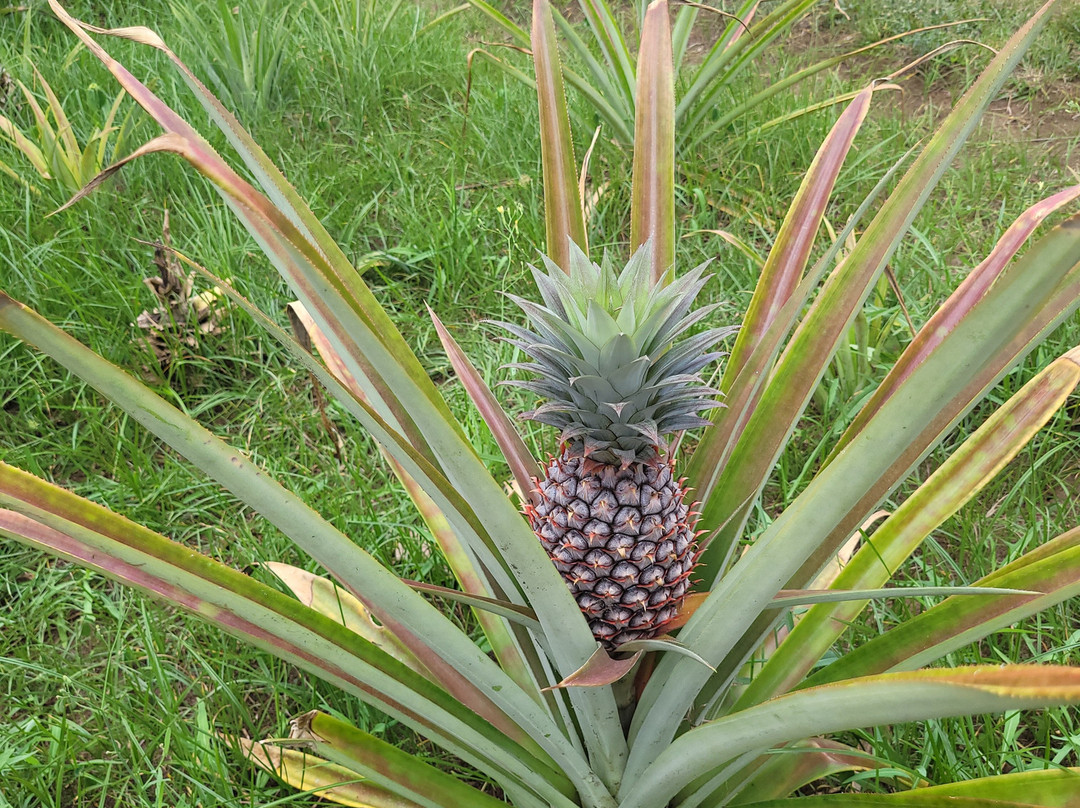 Village Green Spice farm-桑给巴尔岛必去景点