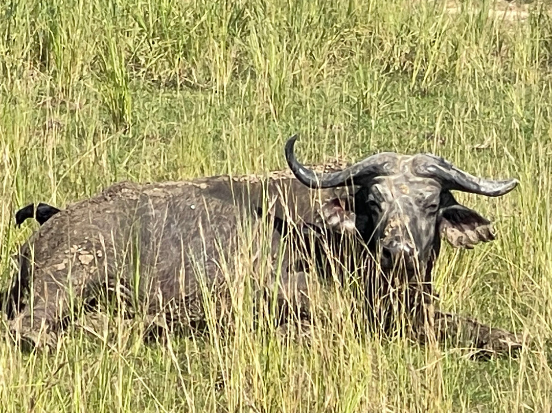 Arken Safaris Africa