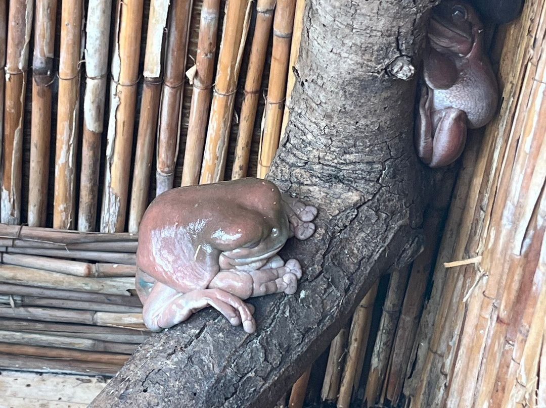 Garten Der Schmetterlinge-Bendorf必去景点