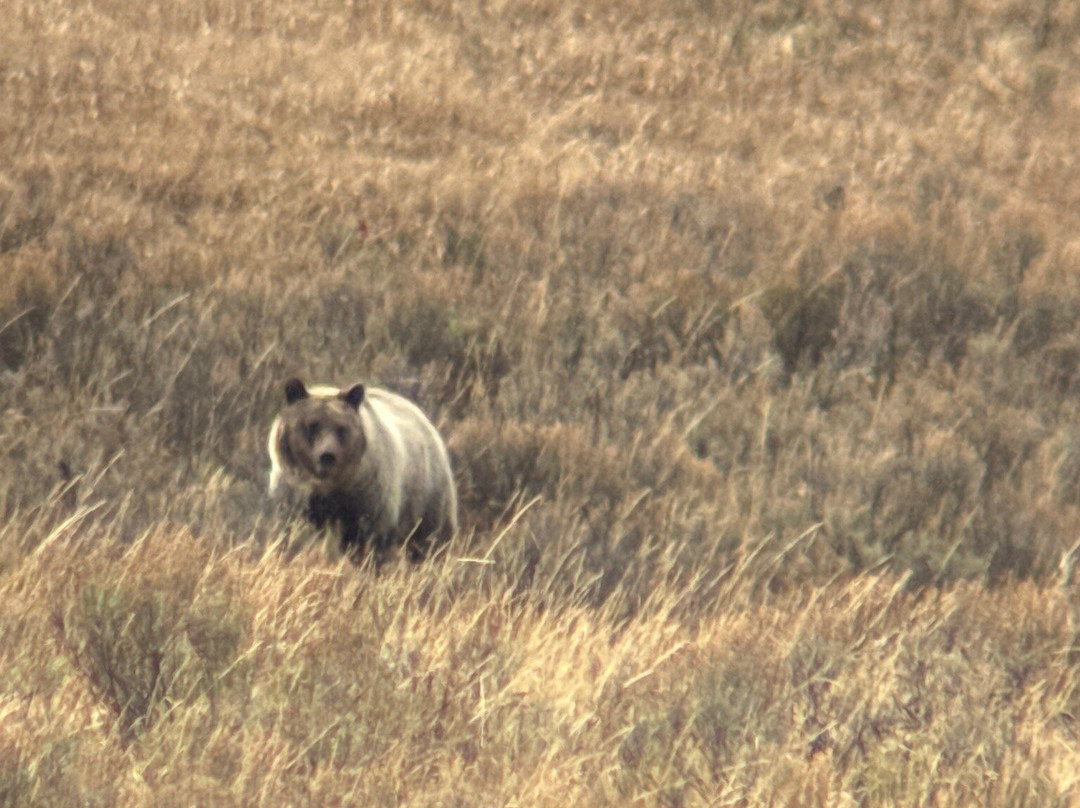 Yellowstone Wild-加德纳必去景点