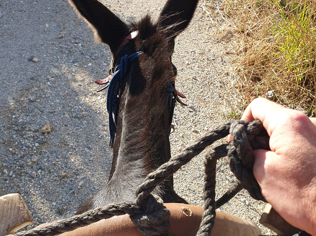 Plakias Horse Riding Center-Plakias必去景点