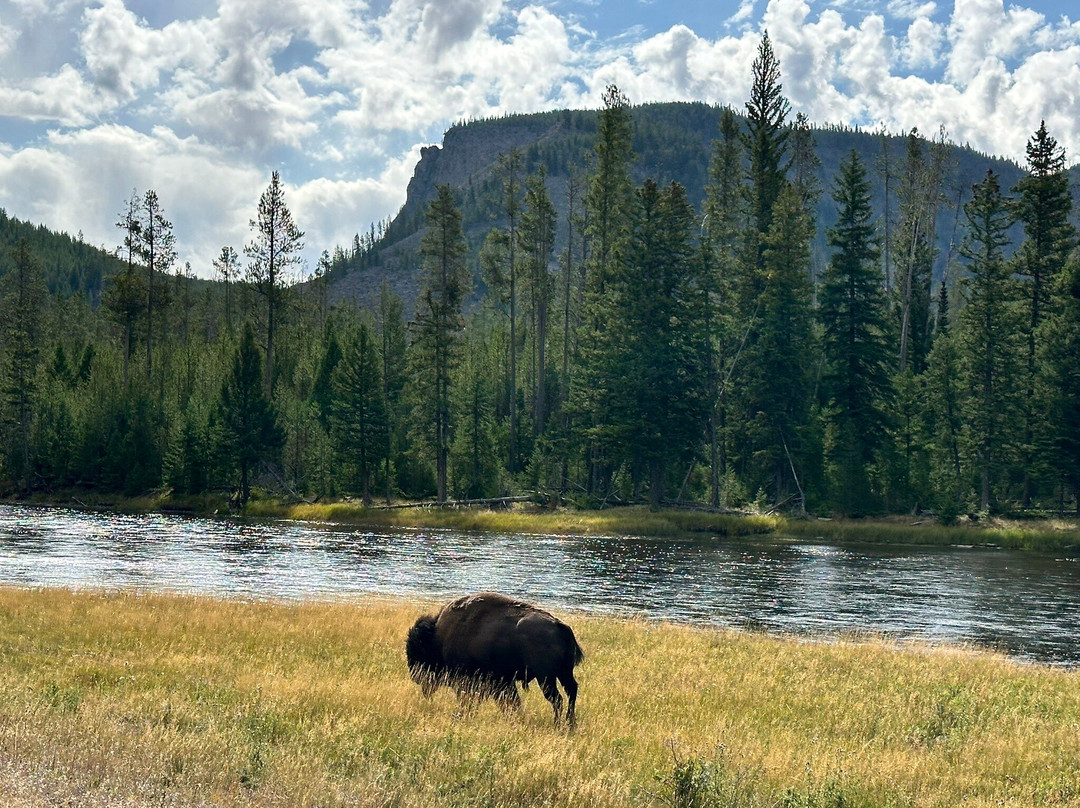 Yellowstone Wild-加德纳必去景点
