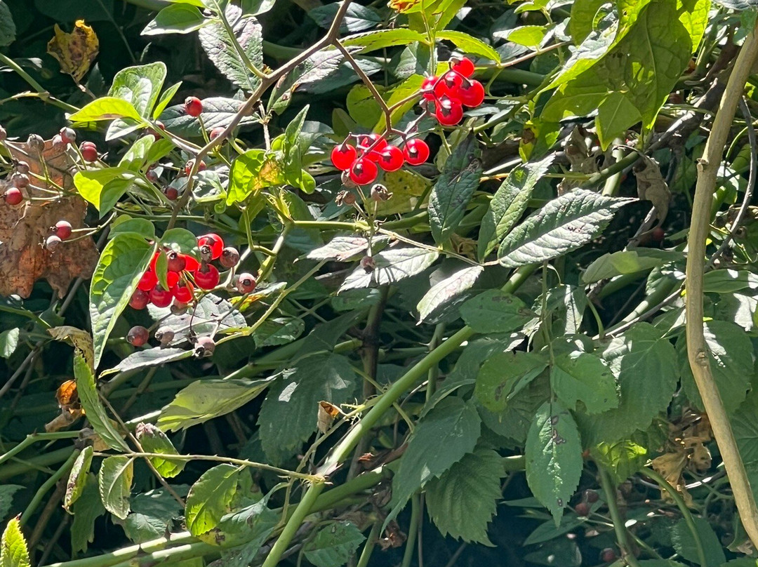 Hastings Lake Preserve-Lake Villa必去景点