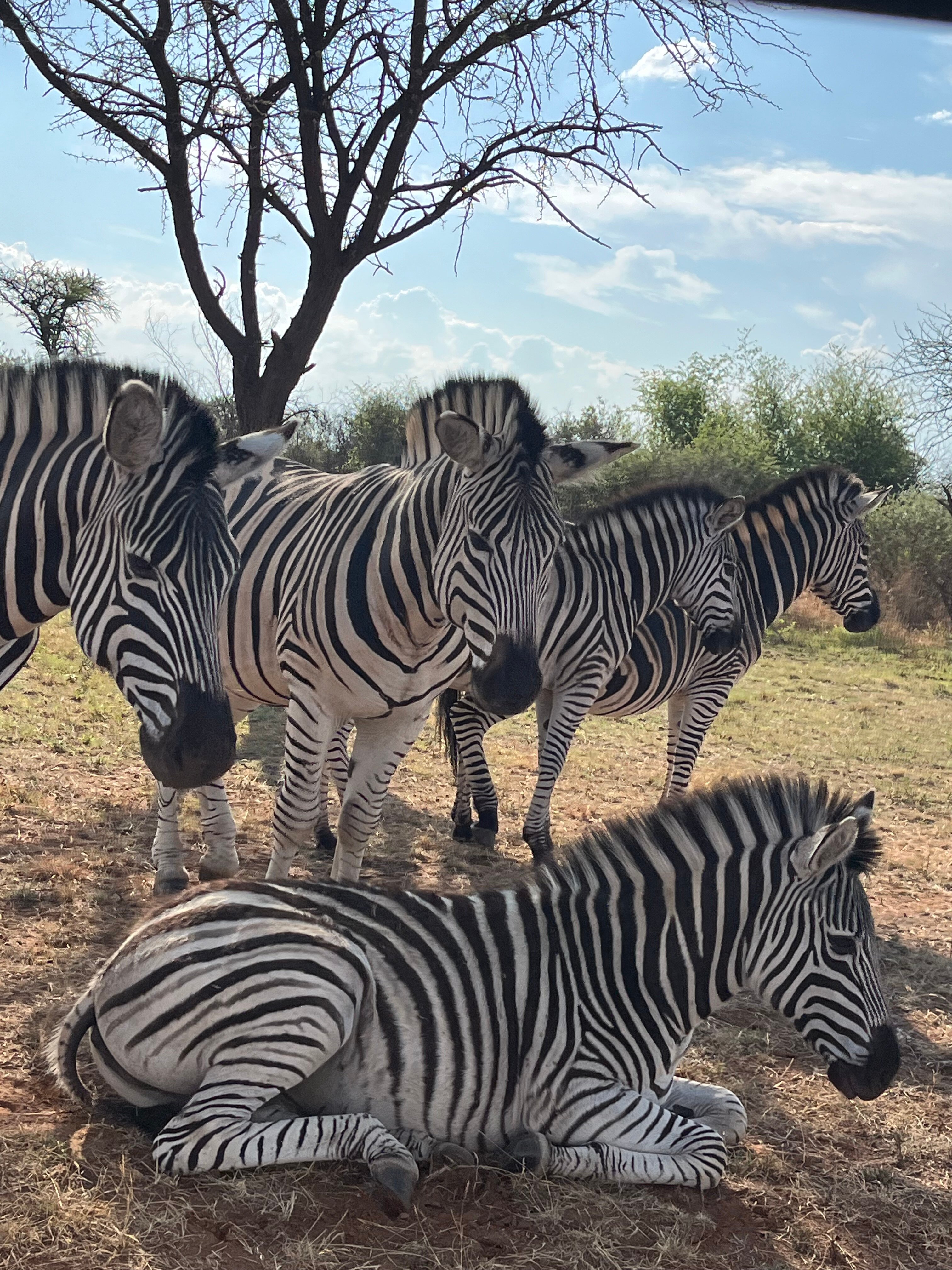 Sondela Nature Reserve Accommodation-官方