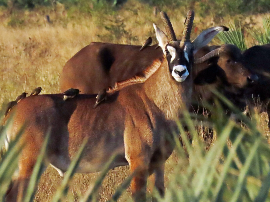 Bearded Heron Safaris-司库库札必去景点