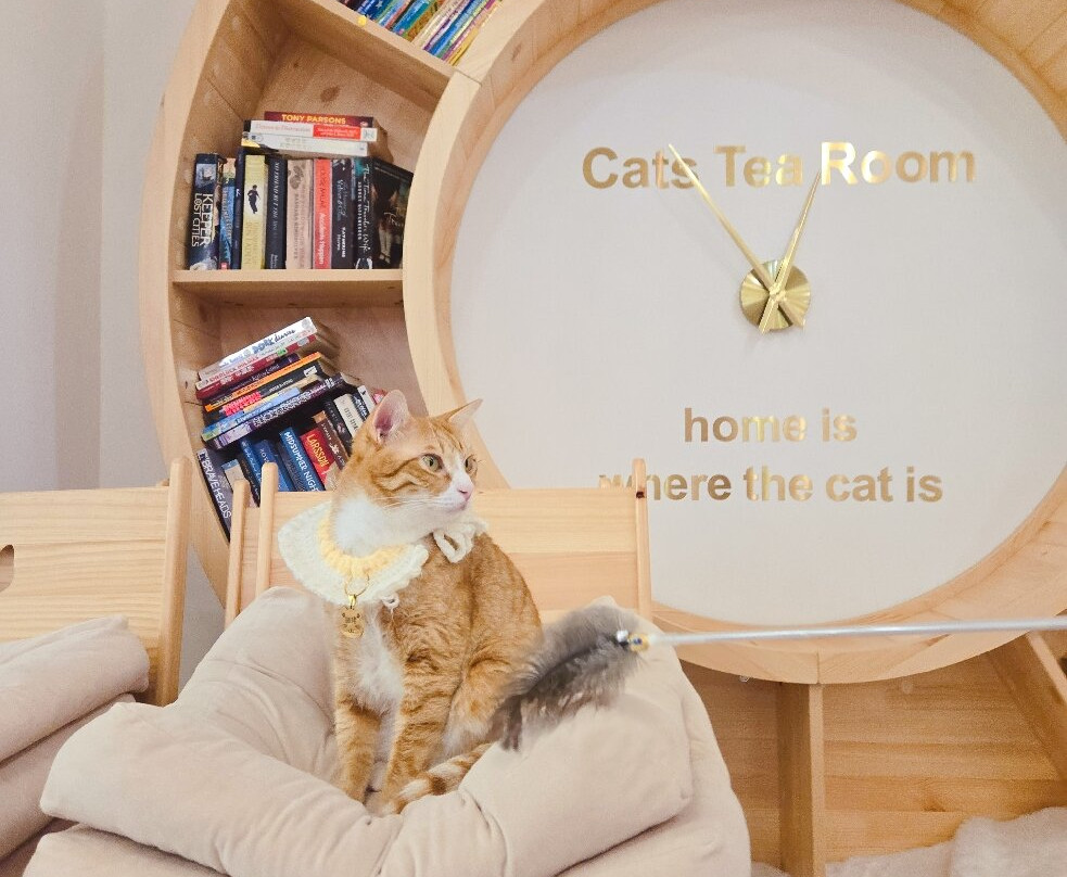 猫之茶房-香港必去景点