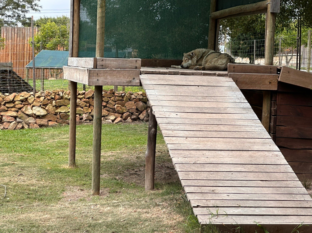 Garden Route Wolf Sanctuary-普利登堡湾必去景点