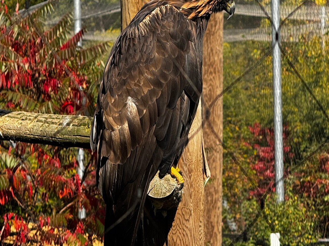 Zoo Ecomuseum-Sainte-Anne-de-Bellevue必去景点