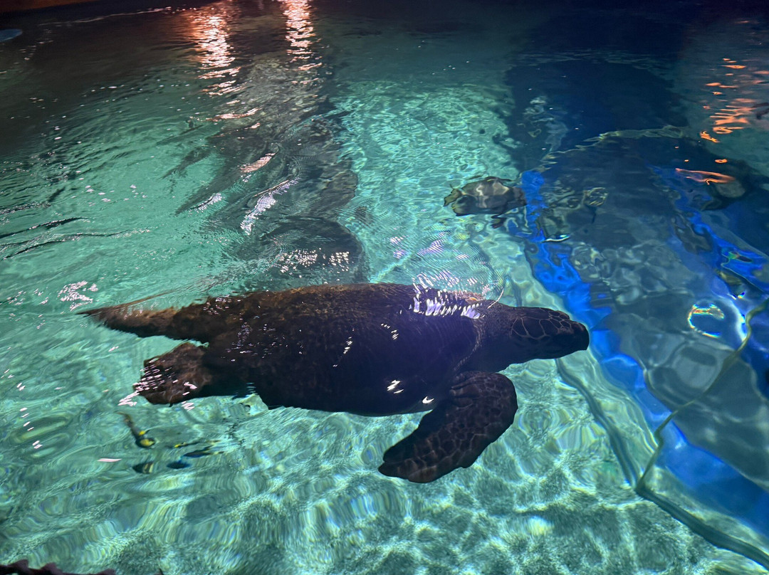 Blue Reef Aquarium-纽奎必去景点