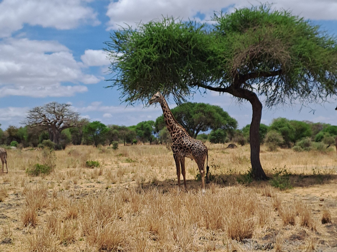 African Scenic Safaris-莫西必去景点