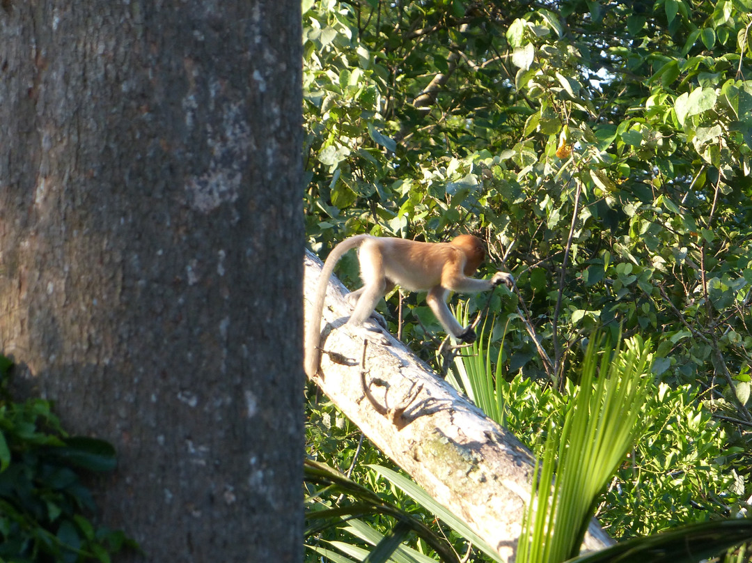 Brunei River-斯里巴加湾必去景点