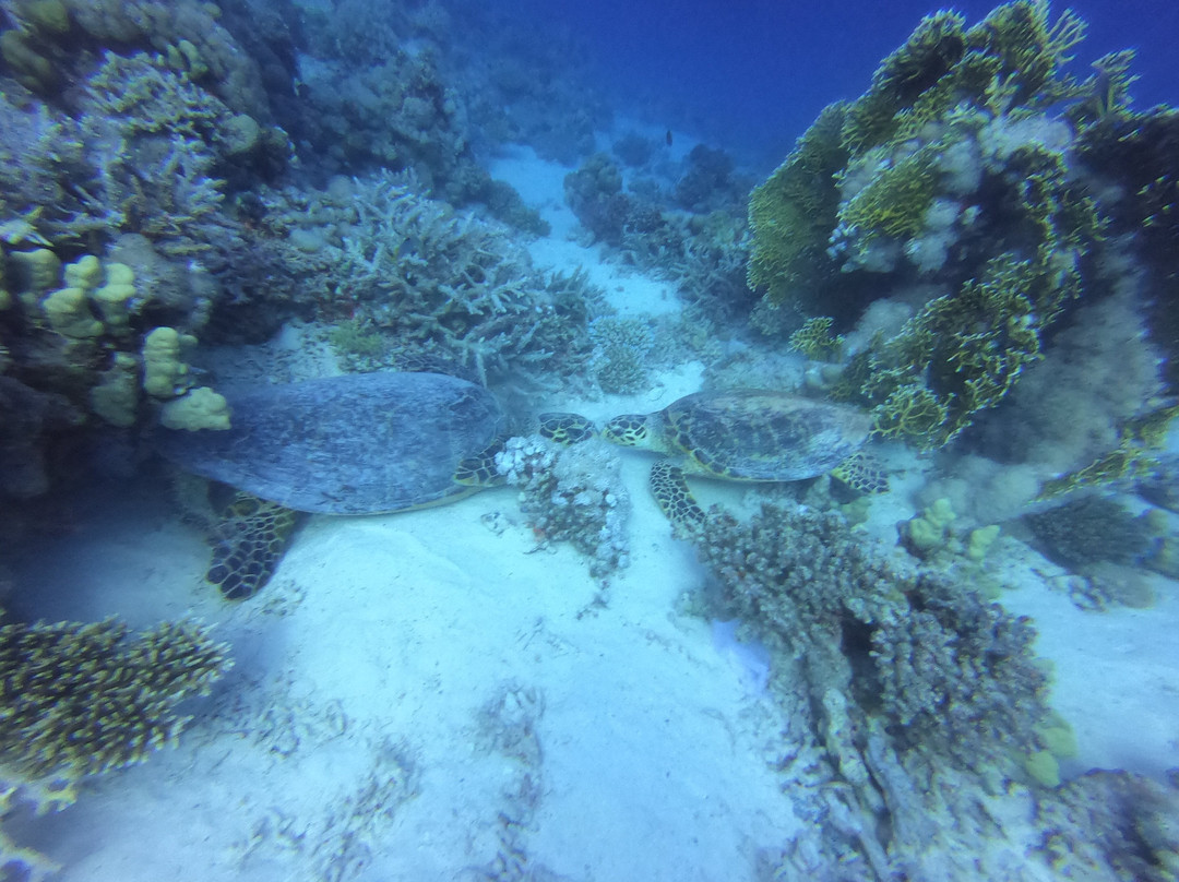 Scuba World Divers Soma Bay-艾尔可西利亚必去景点