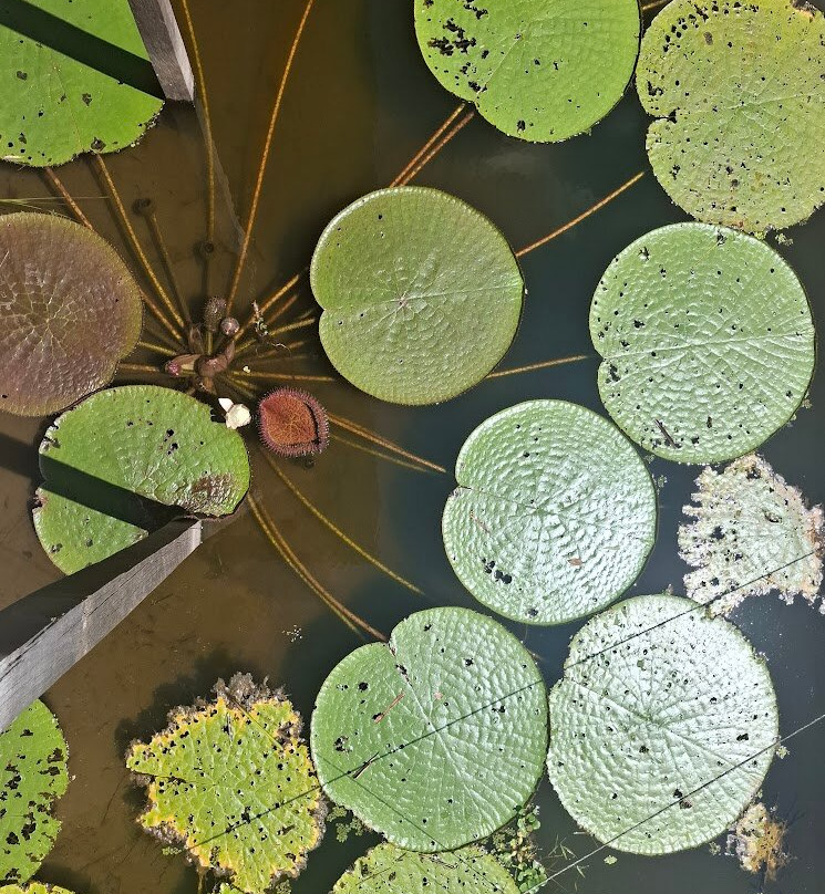 Amazon Maguta Jungle Lodge-莱蒂西亚必去景点