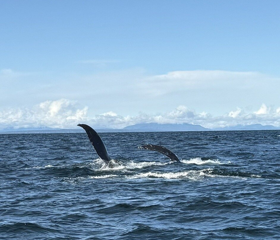 Wild Waterways Adventures-Quathiaski Cove必去景点