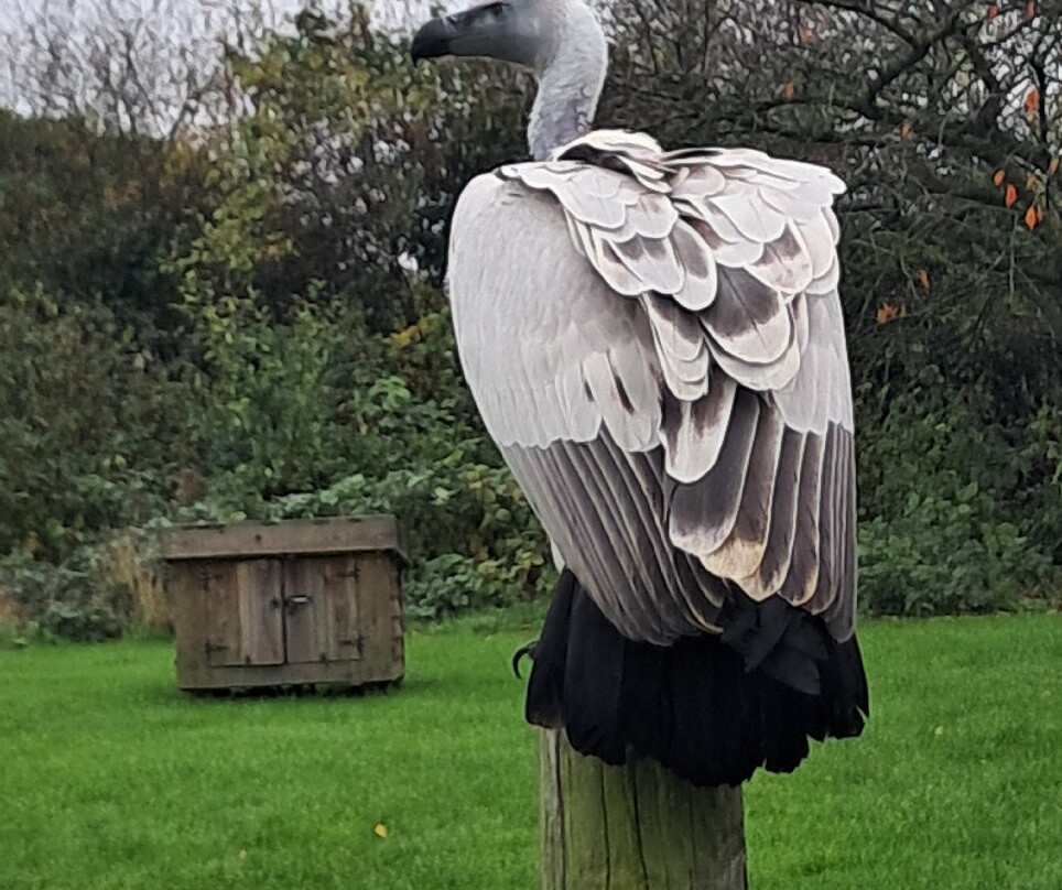 Baytree Owl and Raptor Centre-Spalding必去景点