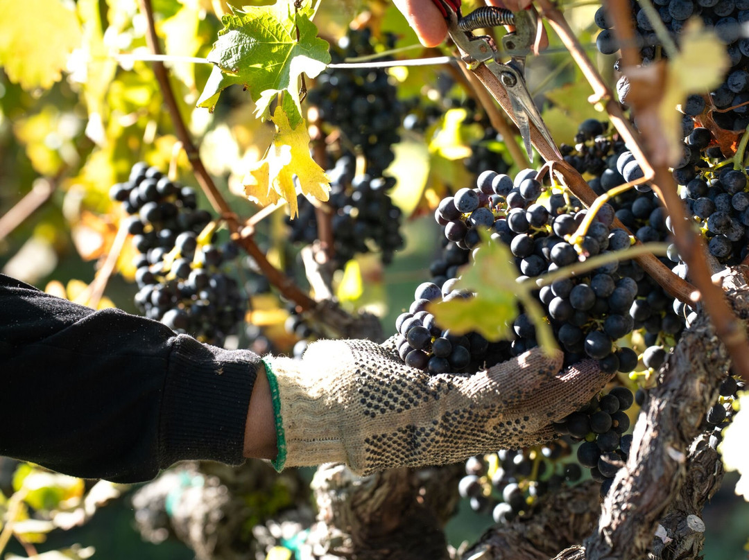 Trinchero Napa Valley-圣海伦娜必去景点