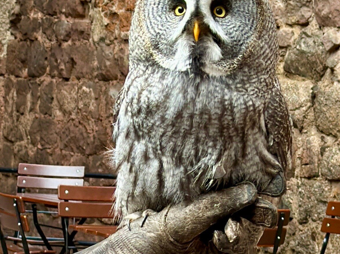 La Volerie des Aigles-Kintzheim必去景点