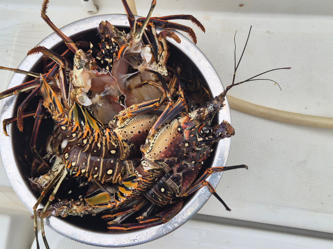 Catamaran Adventures San Blas-埃尔波韦尼尔必去景点