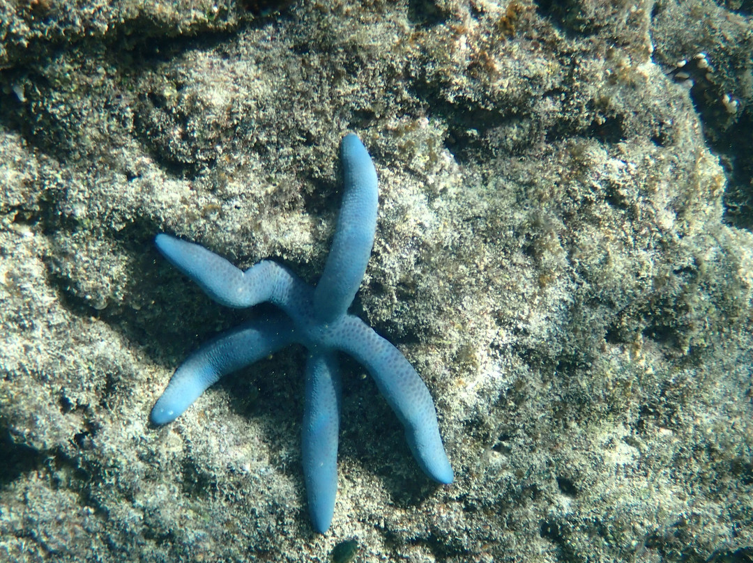 Reef Tour Mafia Island-Utende必去景点