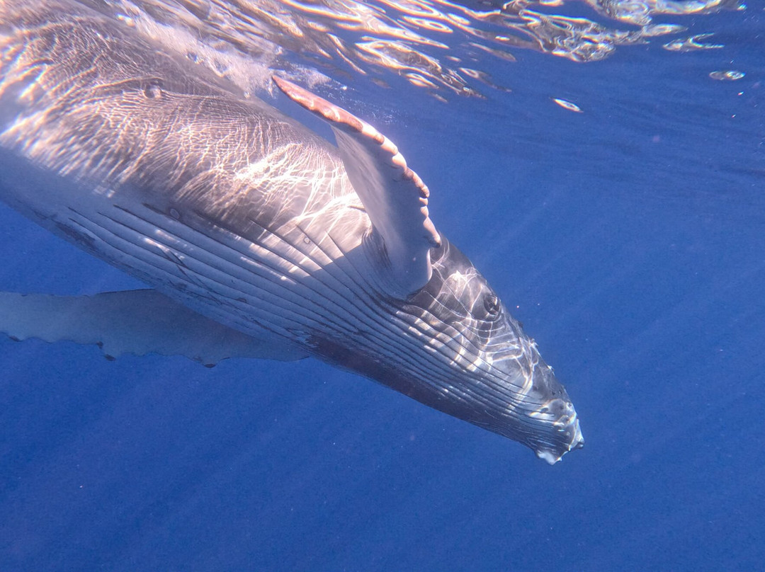 Koa Boat Tour-Tiahura必去景点