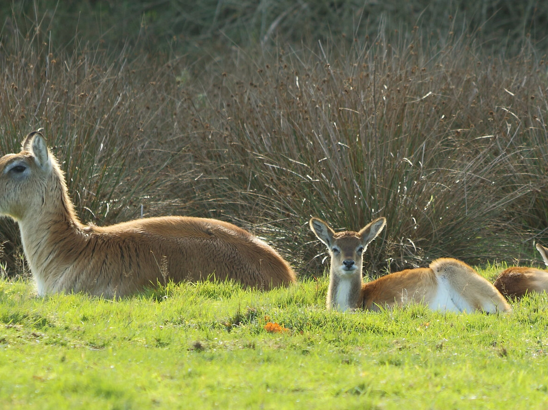 Watatunga Wildlife Reserve-金斯林必去景点