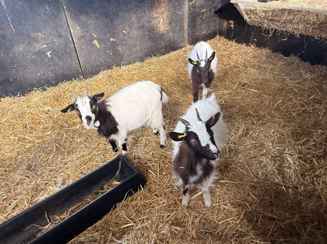 White Elm Garden Centre & Tea Room-Bicknacre必去景点