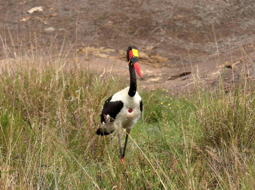 Mufasa Tours and Travels-内罗毕必去景点