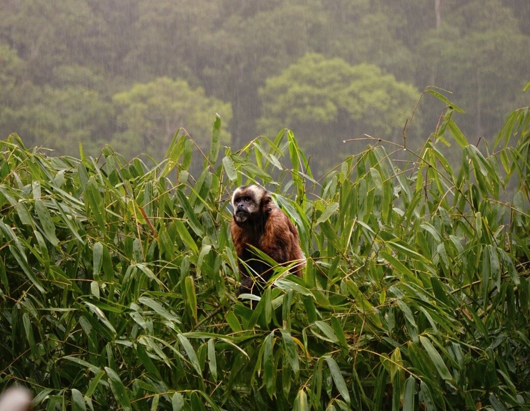 Inkamazonia Jungle Specialist-Manu必去景点