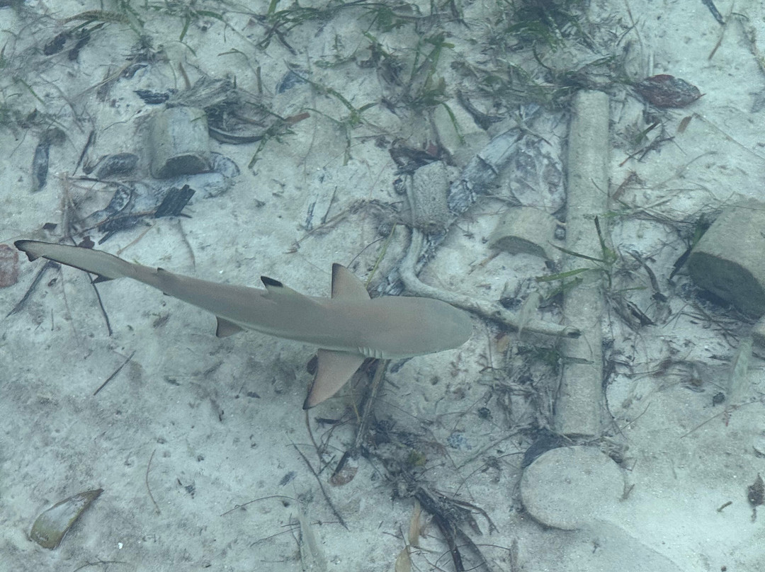 Papua Diving-Kri Island必去景点