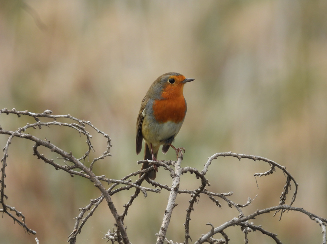 Greece Bird Tours-Marathon必去景点