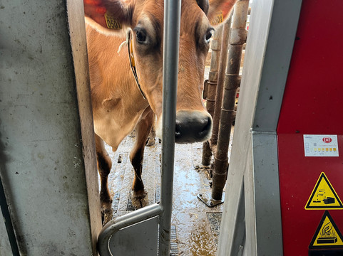 ToursByLocals-阿姆斯特丹必去景点