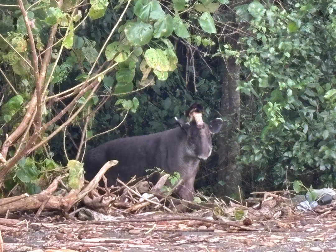 Corcovado Hiking Tours-希门尼斯港必去景点
