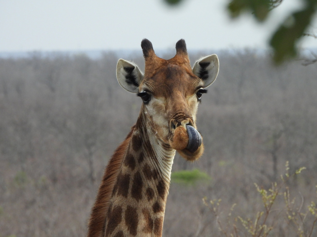 Khalanga Safaris-伐拉博瓦必去景点