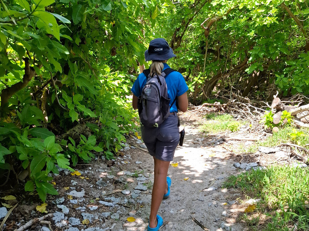 Lady musgrave experience-Burnett Heads必去景点