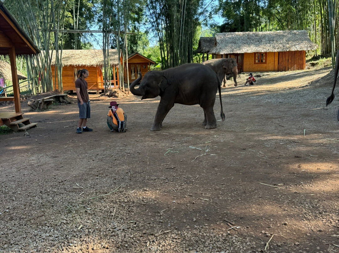 Pon Elephant Thailand-清迈必去景点