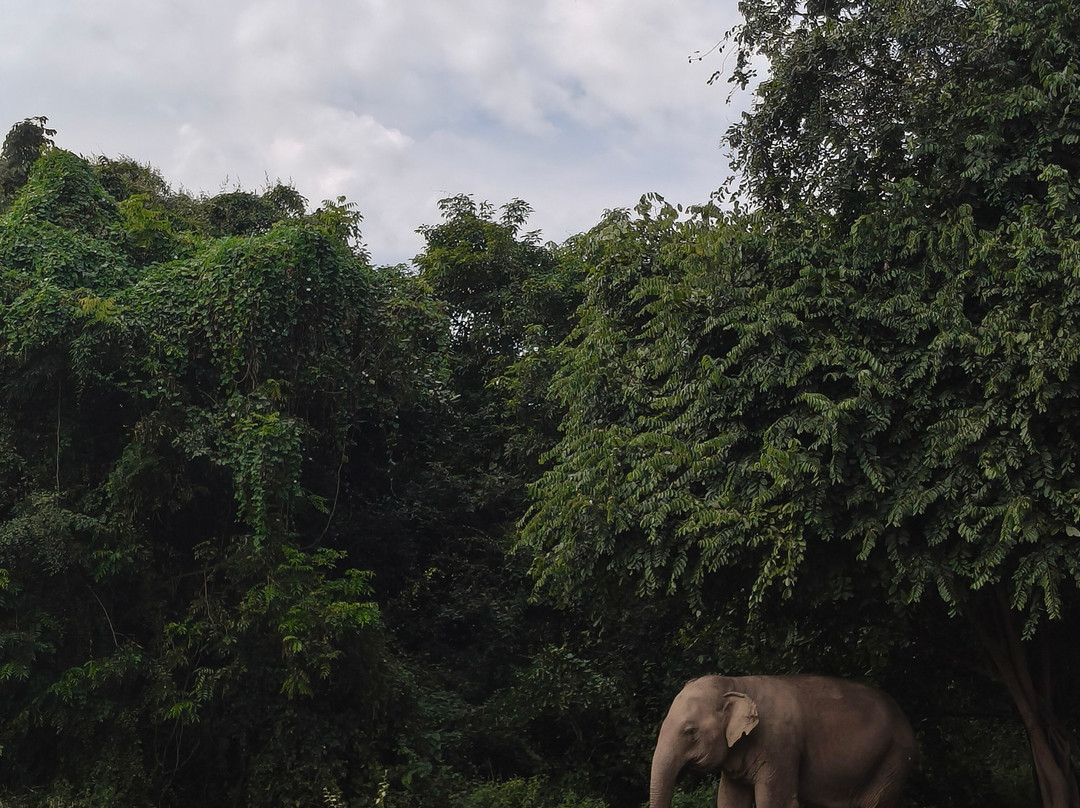 Wildlife Friends Foundation Thailand-他央必去景点