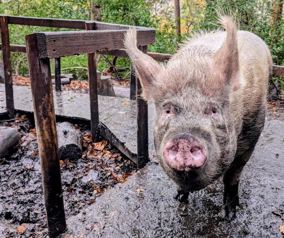 Pigs In The Wood-Huddersfield必去景点