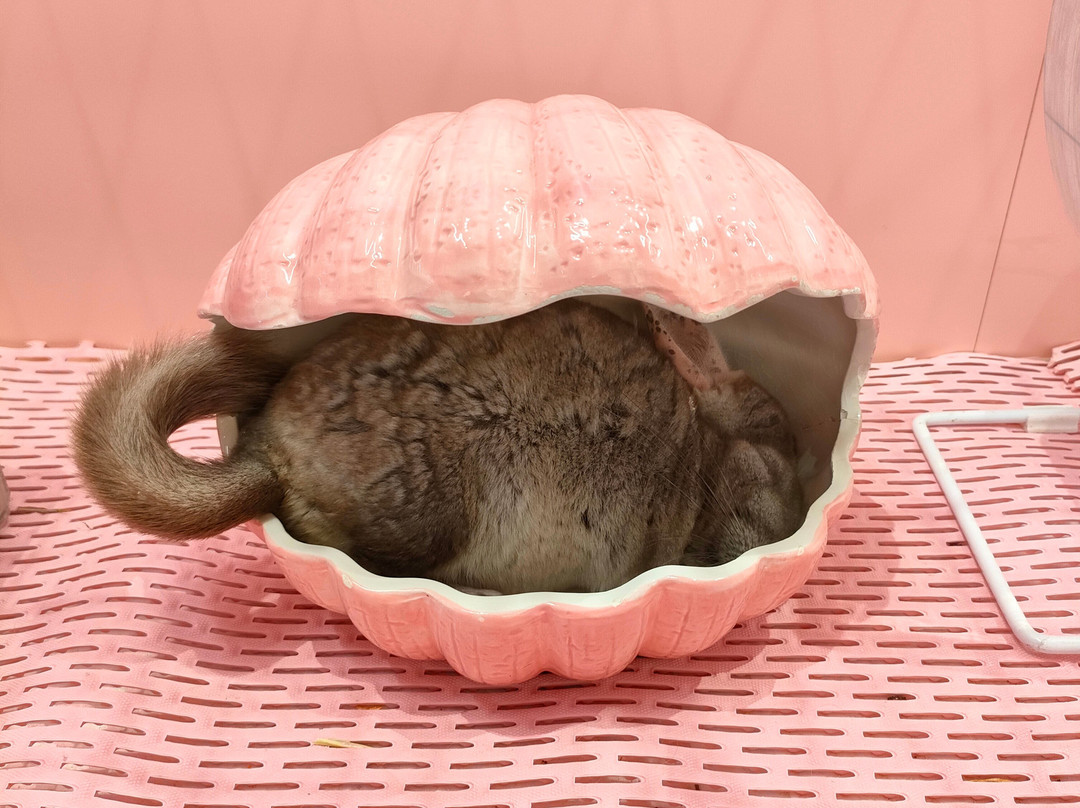 Harajuku Kawaii Land Kyun Kyun-涩谷区必去景点