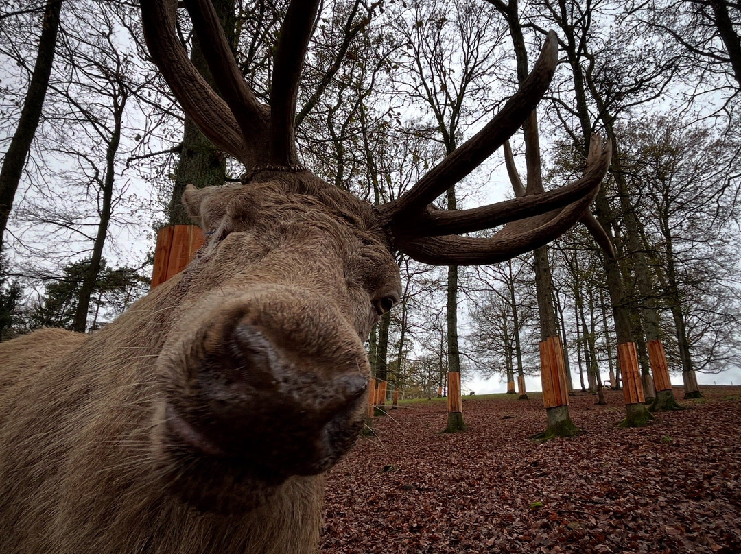 Wood Hôtel & Lodges by Forestia