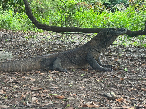 Wunderpus Liveaboard-Labuan Bajo必去景点