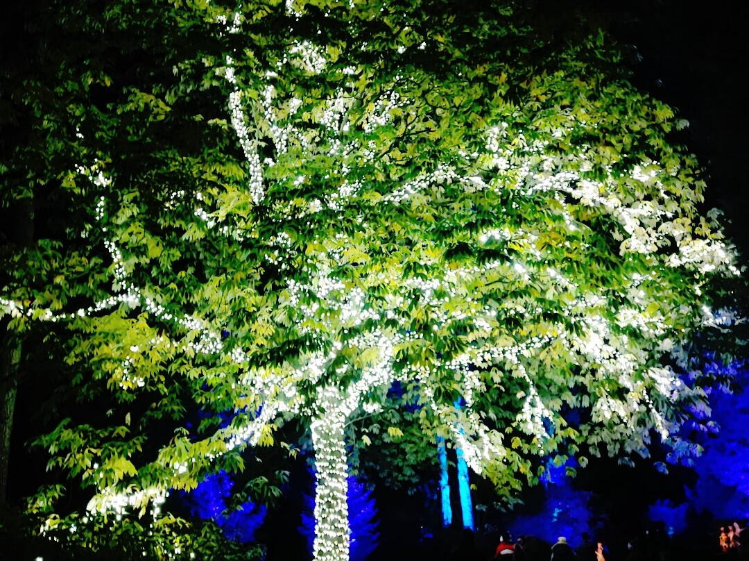 Westonbirt Arboretum-泰特伯里必去景点