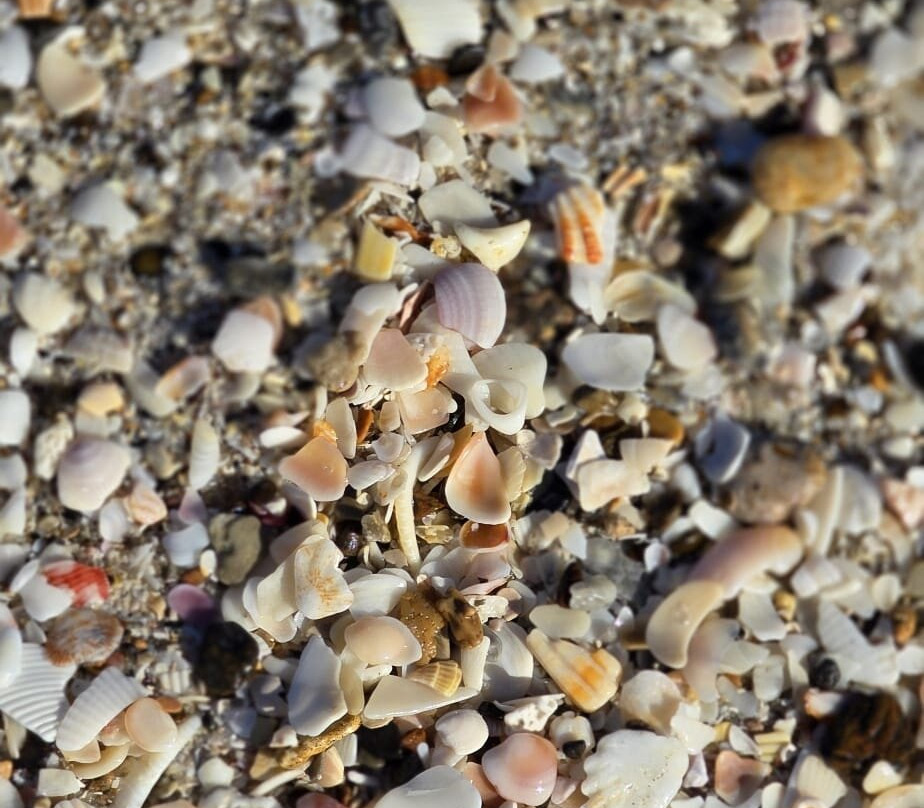 Manasota Key Beach-恩格尔伍德必去景点