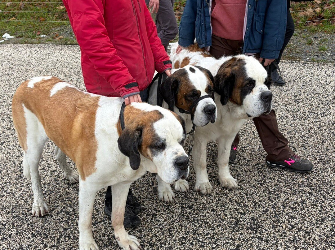 Barryland - Musée Et Chiens Du St-bernard-马蒂尼必去景点