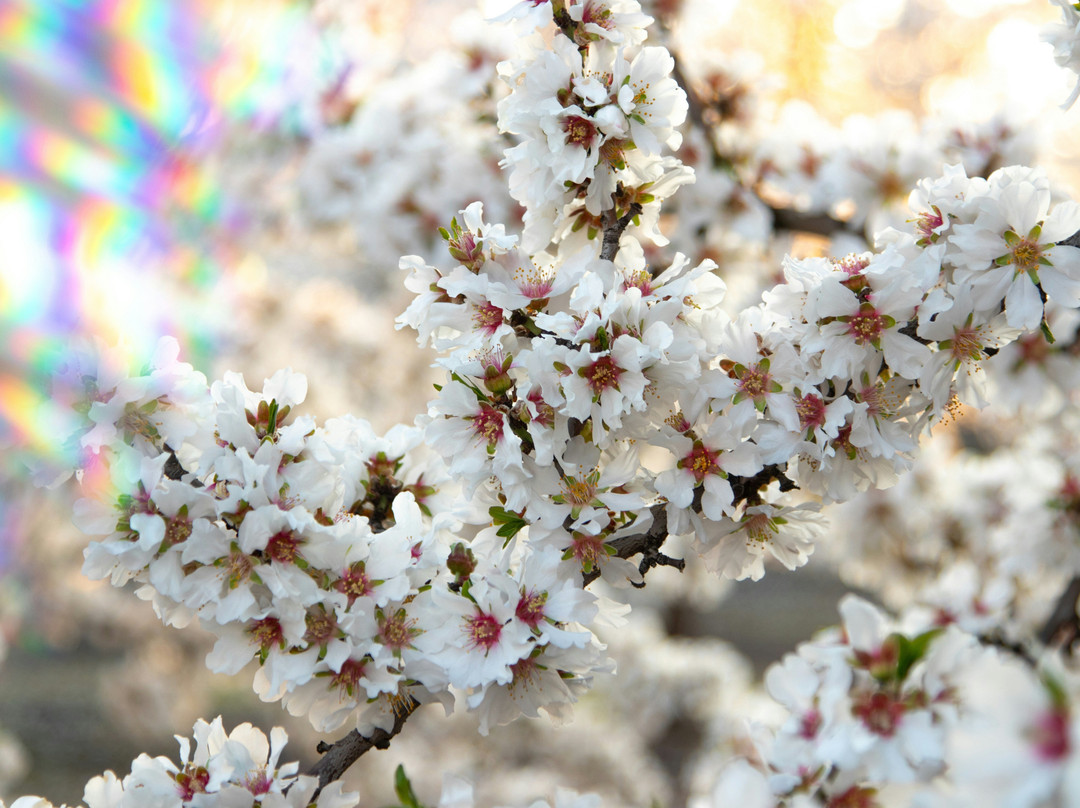 Blossom Trail-弗雷斯诺必去景点