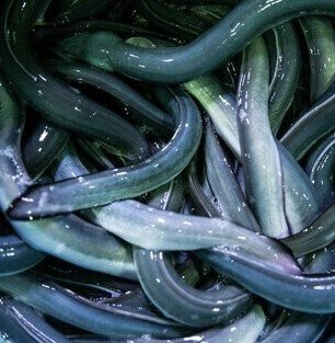 鳗鱼中庄 难波店